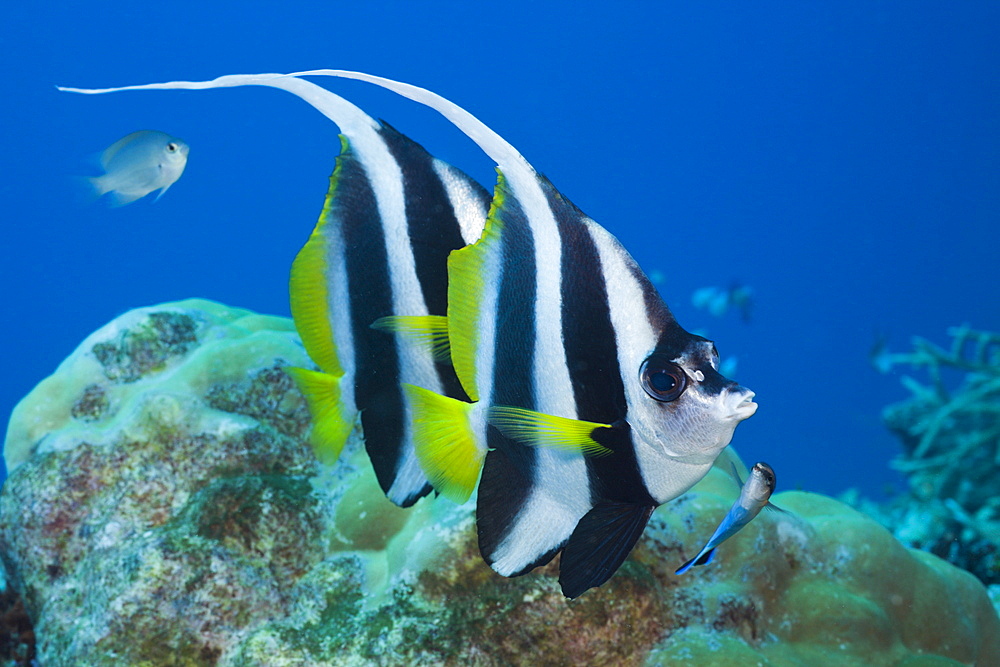 Pair of longfin bannerfish (Heniochus acuminatus), Namena Marine Reserve, Fiji, Pacific