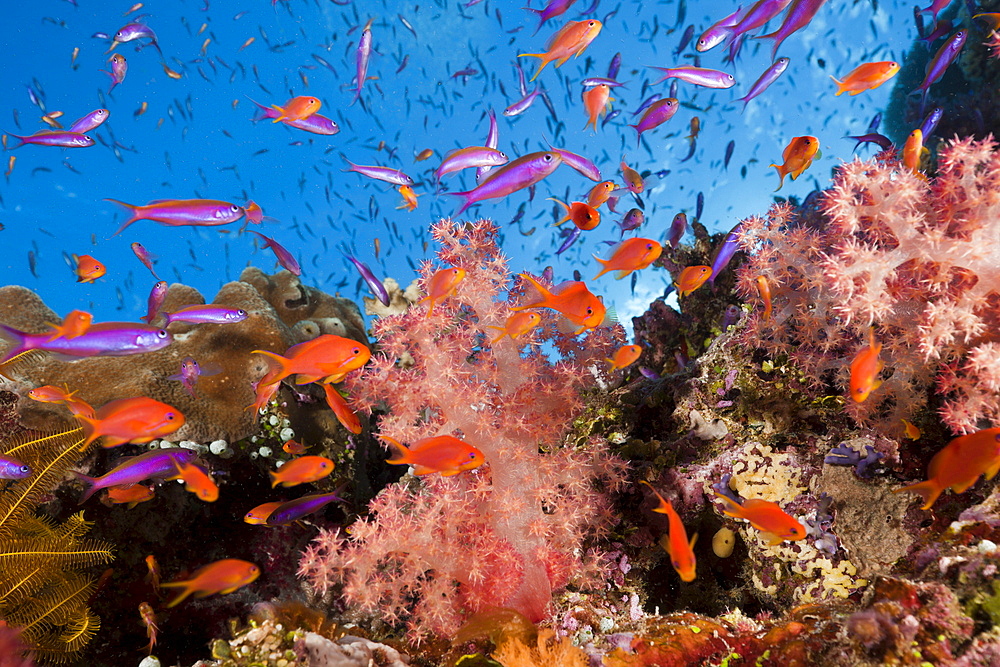 Anthias (Luzonichthys whitleyi) and (Pseudanthias squamipinnis) over coral reef, Makogai, Lomaviti, Fiji, Pacific