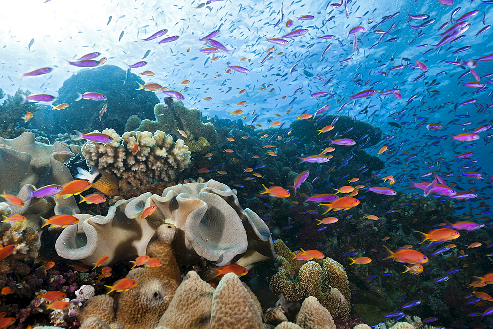 Anthias (Luzonichthys whitleyi) and (Pseudanthias squamipinnis) over coral reef, Makogai, Lomaviti, Fiji, Pacific