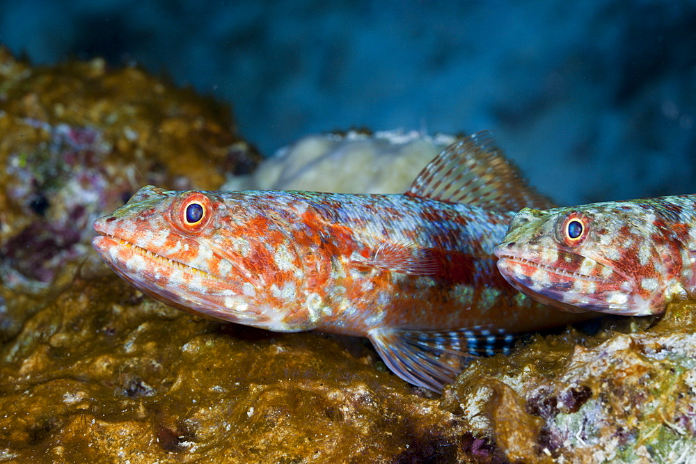 Reef lizardfish (Synodus variegatus), Namena Marine Reserve, Fiji, Pacific