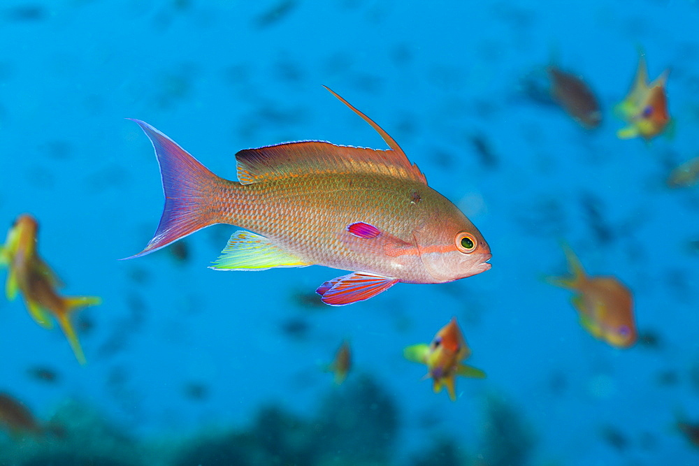 Lyretail anthias (Pseudanthias squamipinnis), Namena Marine Reserve, Fiji, Pacific