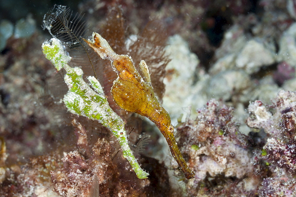 Pair of ghost pipefish (Solenostomus halimeda), Namena Marine Reserve, Fiji, Pacific