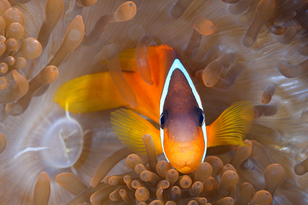 Tomato anemonefish (Amphiprion frenatus), Gau, Lomaiviti, Fiji, Pacific