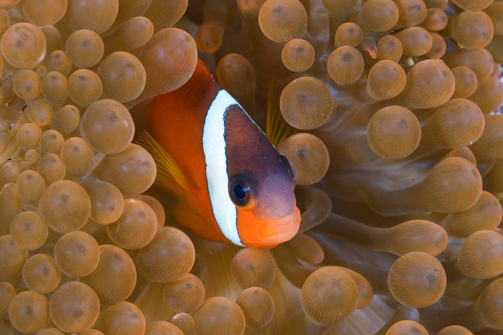 Tomato anemonefish (Amphiprion frenatus), Gau, Lomaiviti, Fiji, Pacific