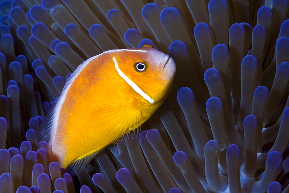 Pink anemonefish (Amphiprion perideraion), Gau, Lomaiviti, Fiji, Pacific