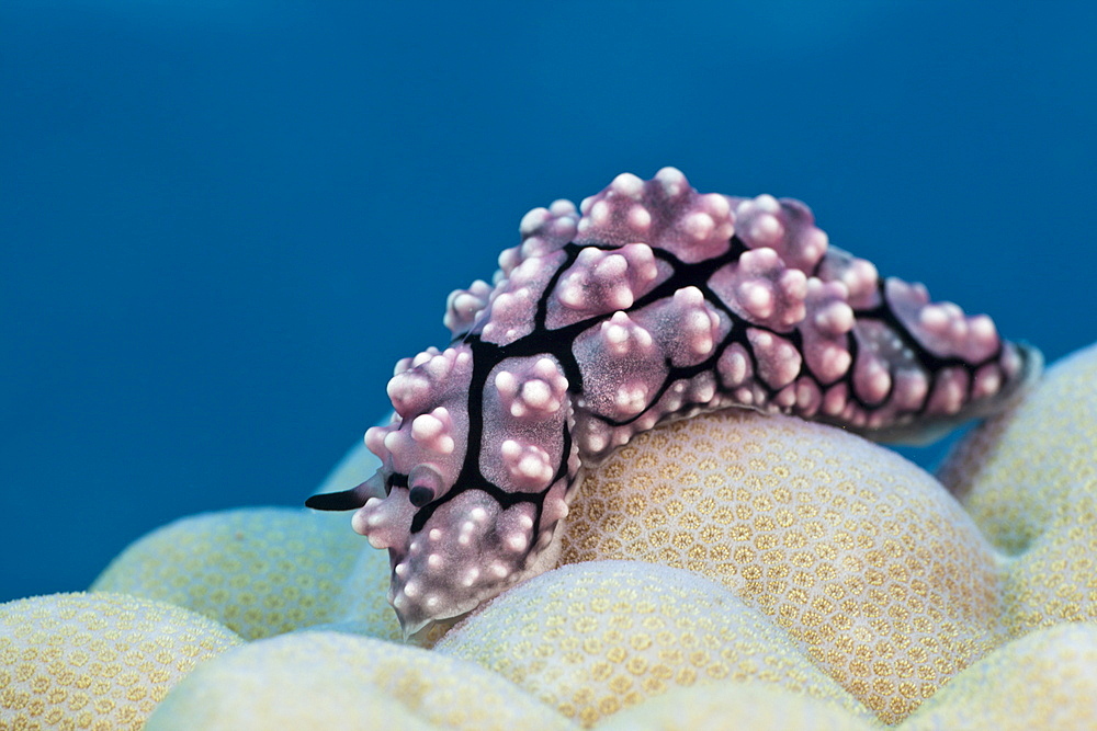 Dwarty Sea Slug (Phyllidiopsis krempfi) on coral, Gau, Lomaiviti, Fiji, Pacific