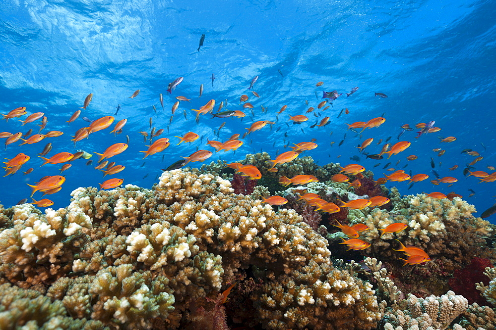 Lyretail anthias (Pseudanthias squamipinnis), in coral reef, Gau, Lomaiviti, Fiji, Pacific