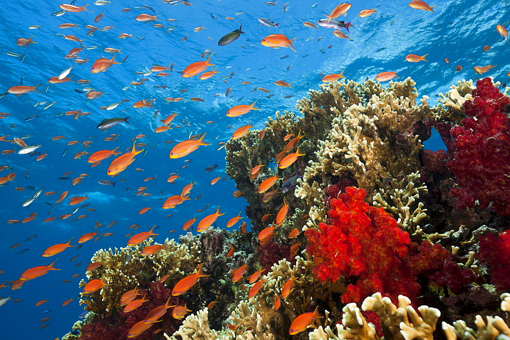 Lyretail anthias (Pseudanthias squamipinnis), in coral reef, Gau, Lomaiviti, Fiji, Pacific