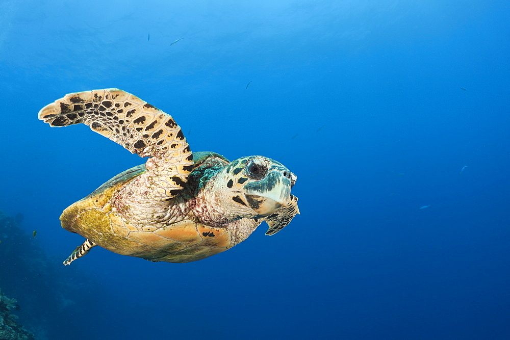 Hawksbill turtle (Eretmochelys imbricata), Namena Marine Reserve, Fiji, Pacific