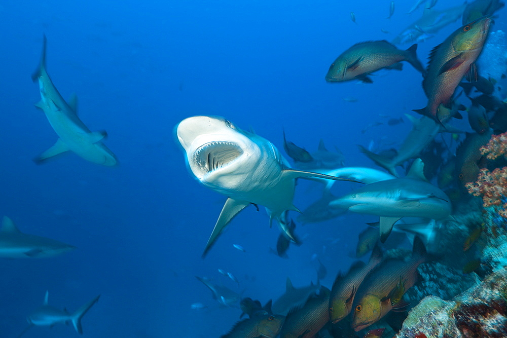 Group of grey reef sharks (Carcharhinus amblyrhynchos), Nagali, Fiji, Pacific