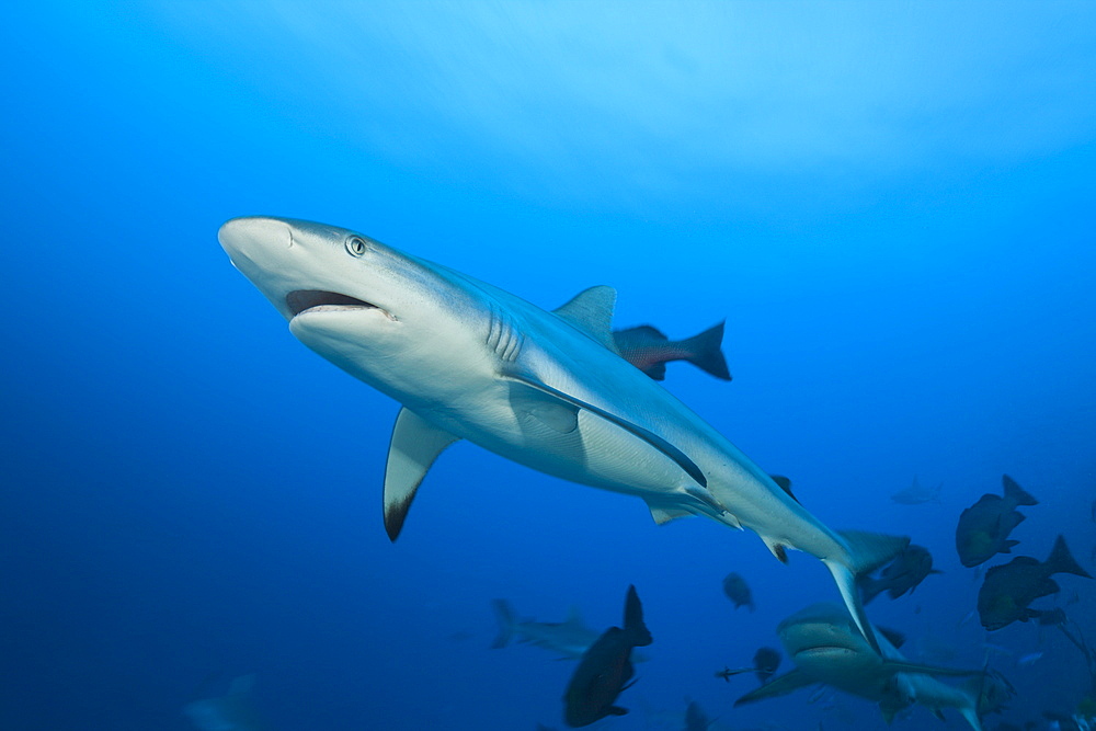 Grey reef shark (Carcharhinus amblyrhynchos), Nagali, Fiji, Pacific