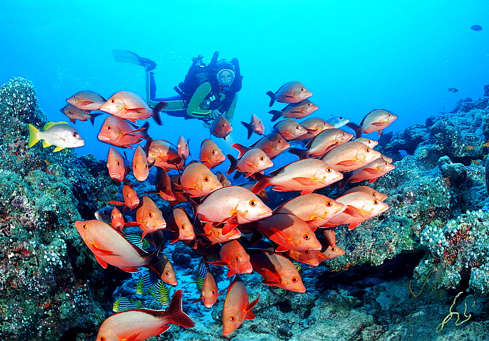 Humpback snapper and scuba diver, rebreather, Lutjanus gibbus, Maldives Island, Indian Ocean, Ari Atol