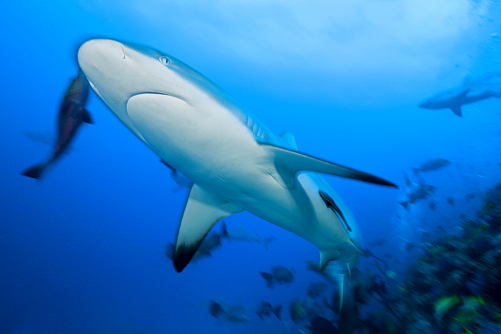 Grey reef shark (Carcharhinus amblyrhynchos), Nagali, Fiji, Pacific