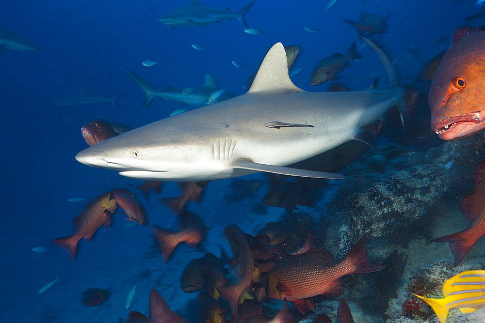 Grey reef shark (Carcharhinus amblyrhynchos), Nagali, Fiji, Pacific