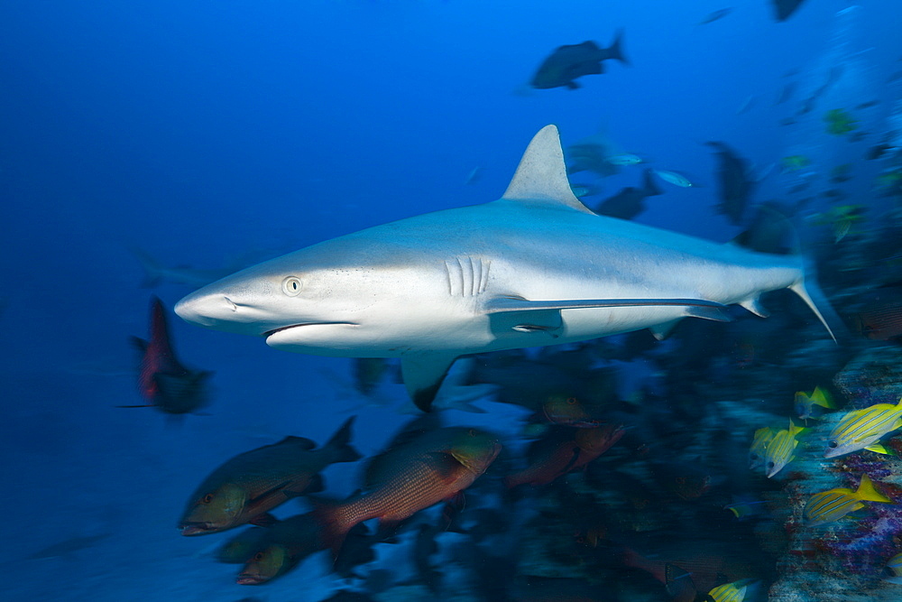 Grey reef shark (Carcharhinus amblyrhynchos), Nagali, Fiji, Pacific