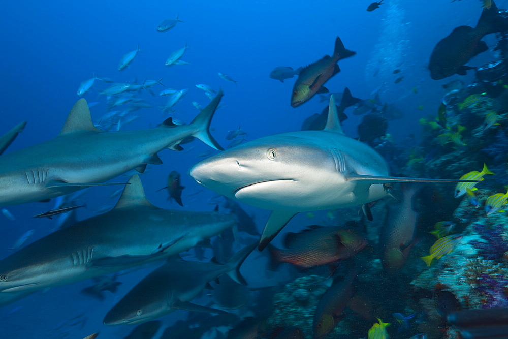 Group of grey reef sharks (Carcharhinus amblyrhynchos), Nagali, Fiji, Pacific