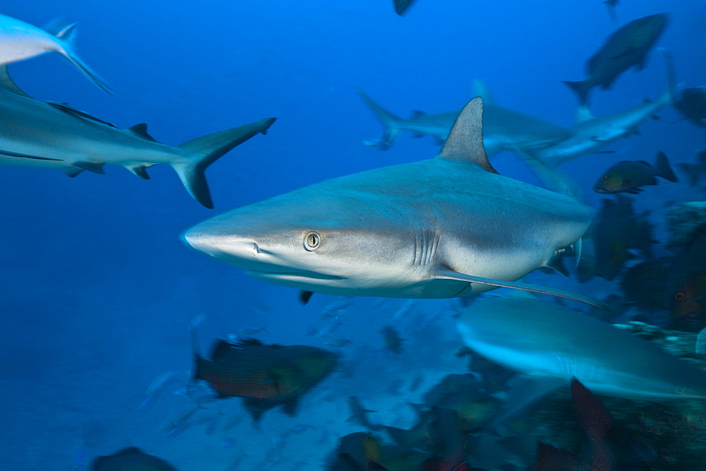 Grey reef sharks (Carcharhinus amblyrhynchos), Nagali, Fiji, Pacific