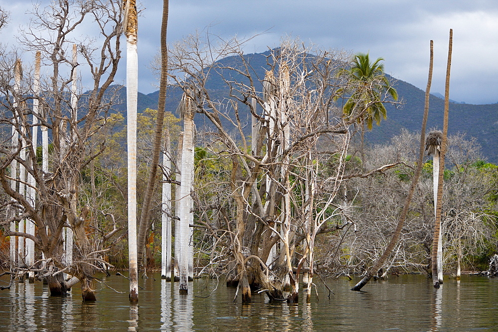 Salt lake Lago Enriquillo, Independencia Province, Dominican Republic, West Indies, Central America