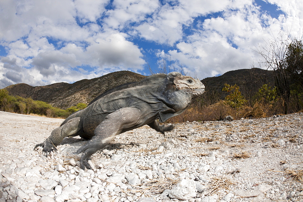 Rhinoceros iguana (Cyclura cornuta), Isla Cabritos National Park, Lago Enriquillo, Dominican Republic, West Indies, Central America