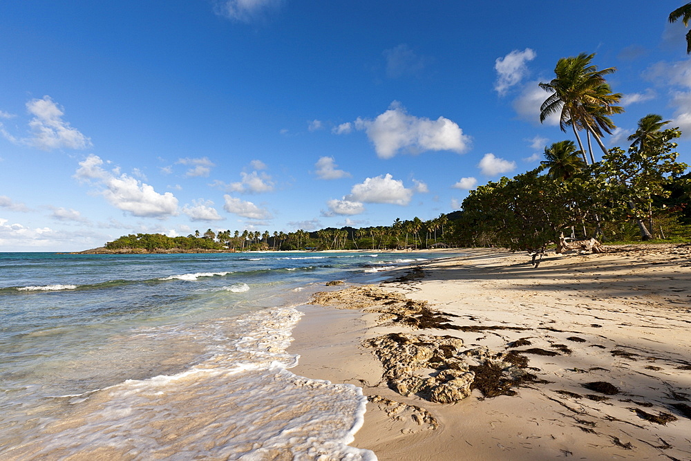 Playa Rincon Beach near Las Galeras, Samana Peninsula, Dominican Republic, West Indies, Central America