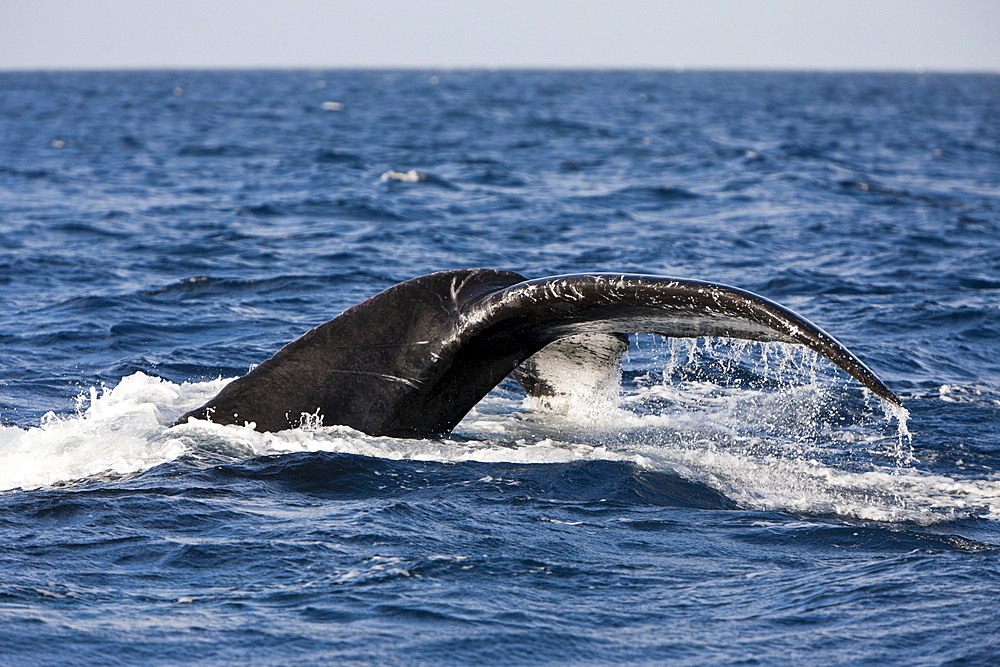 Tail fin of humpback whale (Megaptera novaeangliae), Samana Peninsula, Dominican Republic, West Indies, Caribbean, Central America