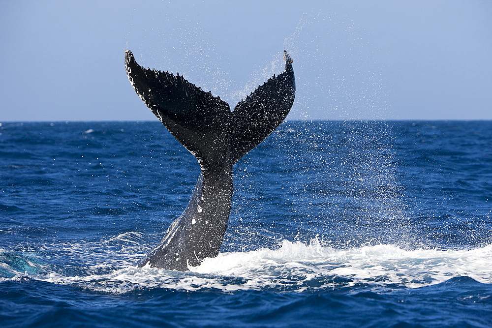 Tail fin of humpback whale (Megaptera novaeangliae), Samana Peninsula, Dominican Republic, West Indies, Caribbean, Central America