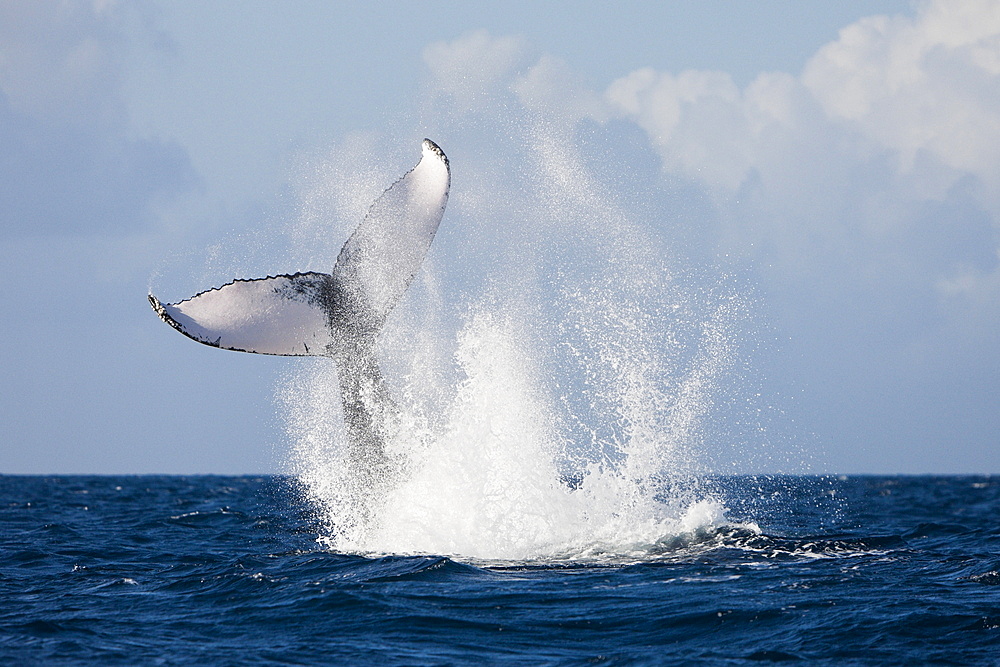 Tail fin of humpback whale (Megaptera novaeangliae), Samana Peninsula, Dominican Republic, West Indies, Caribbean, Central America