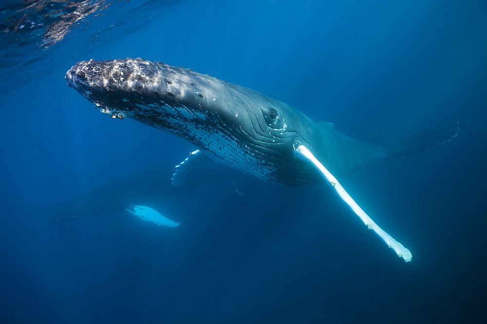 Humpback whale (Megaptera novaeangliae), Samana Peninsula, Dominican Republic, West Indies, Caribbean, Central America