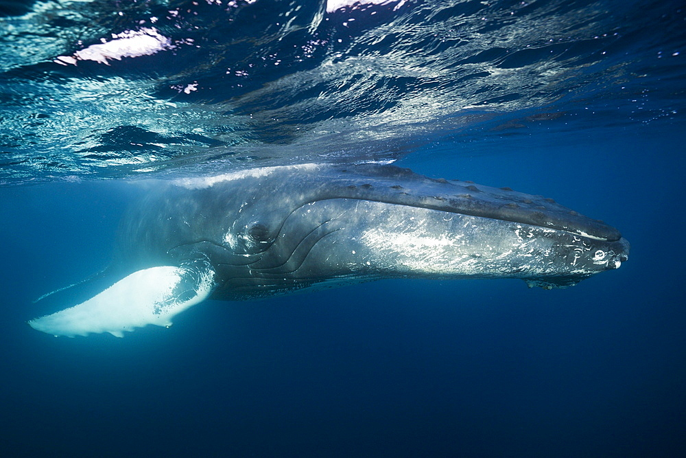 Humpback whale (Megaptera novaeangliae), Samana Peninsula, Dominican Republic, West Indies, Caribbean, Central America