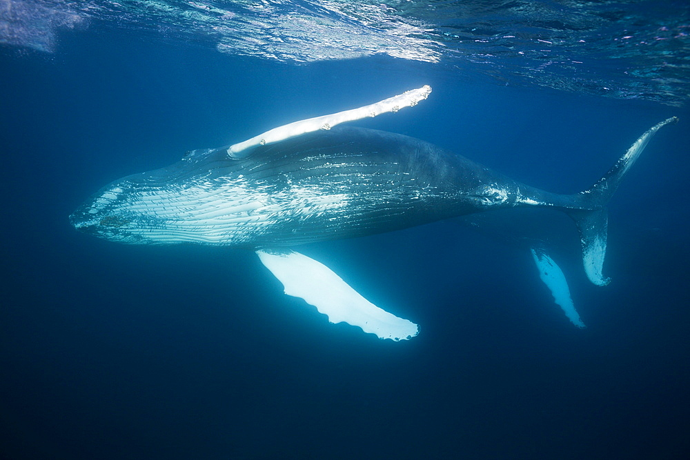 Humpback whale (Megaptera novaeangliae), Samana Peninsula, Dominican Republic, West Indies, Caribbean, Central America