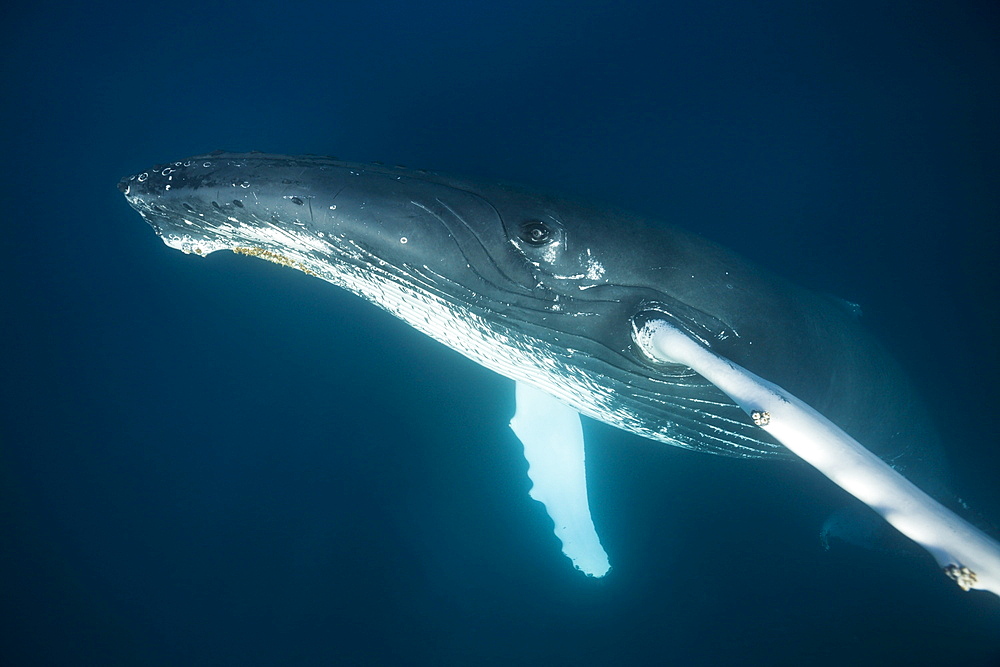 Humpback whale (Megaptera novaeangliae), Samana Peninsula, Dominican Republic, West Indies, Caribbean, Central America