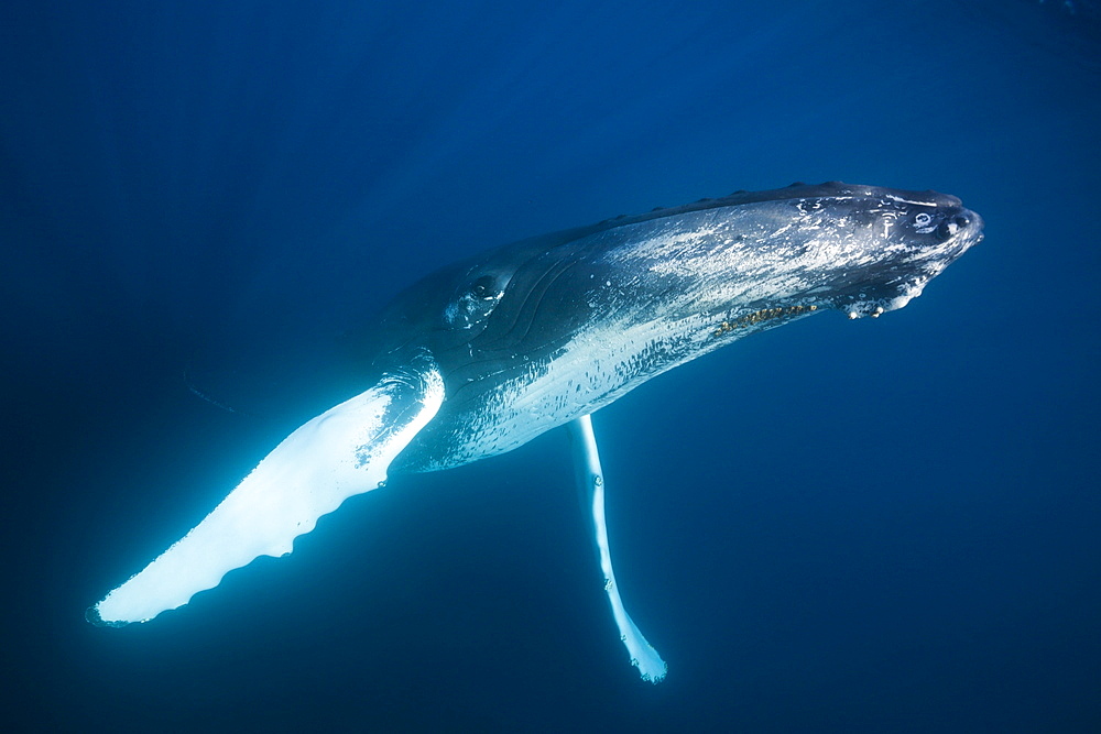 Humpback whale (Megaptera novaeangliae), Samana Peninsula, Dominican Republic, West Indies, Caribbean, Central America