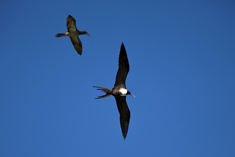 Female magnificent frigatebird (Fregata magnificens) in flight, Los Haitises National Park, Dominican Republic, West Indies, Central America