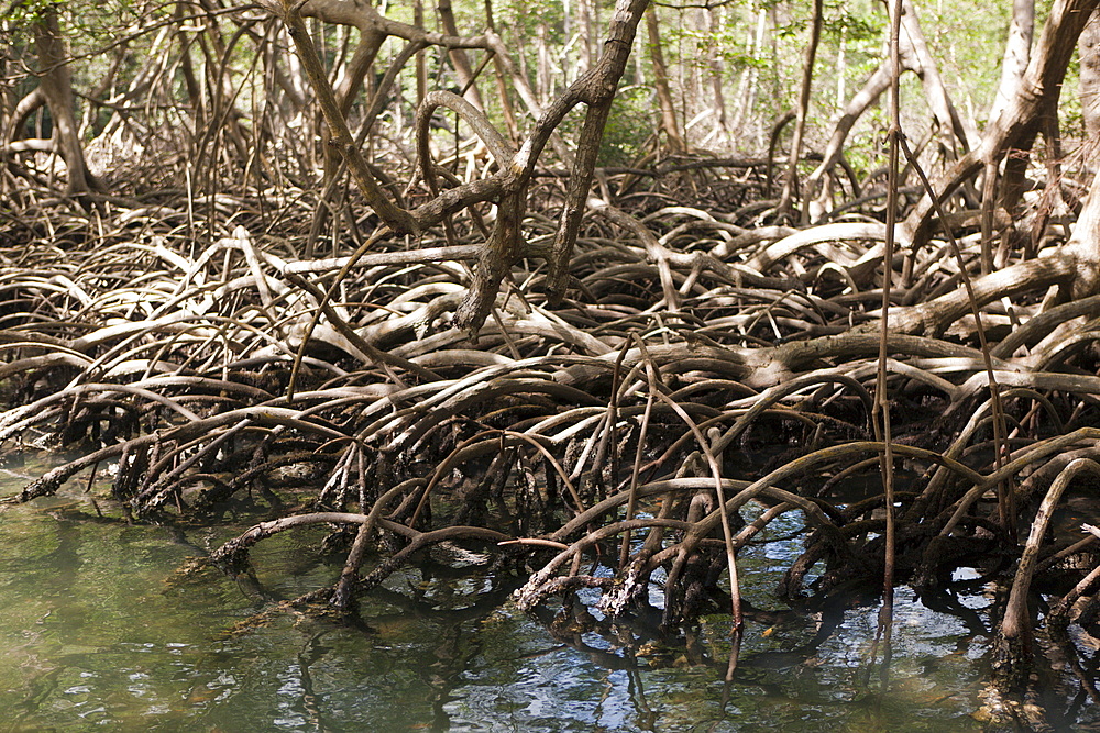 Mangroves (Rhizophora), Los Haitises National Park, Dominican Republic, West Indies, Central America