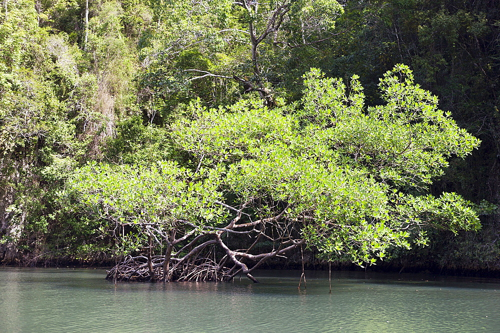 Mangroves (Rhizophora), Los Haitises National Park, Dominican Republic, West Indies, Central America