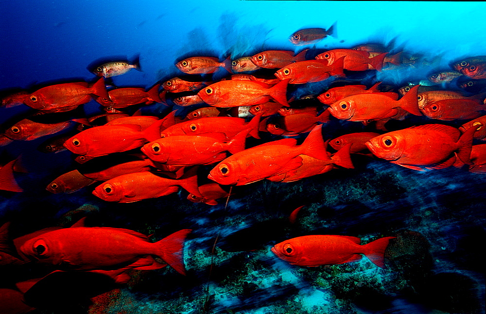 Crescent-tail bigeye, Priacanthus hamrur, Papua New Guinea, Pacific ocean