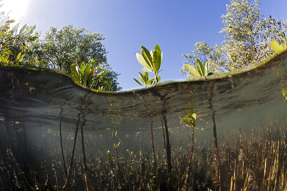 Mangroves (Rhizophora), Los Haitises National Park, Dominican Republic, West Indies, Central America