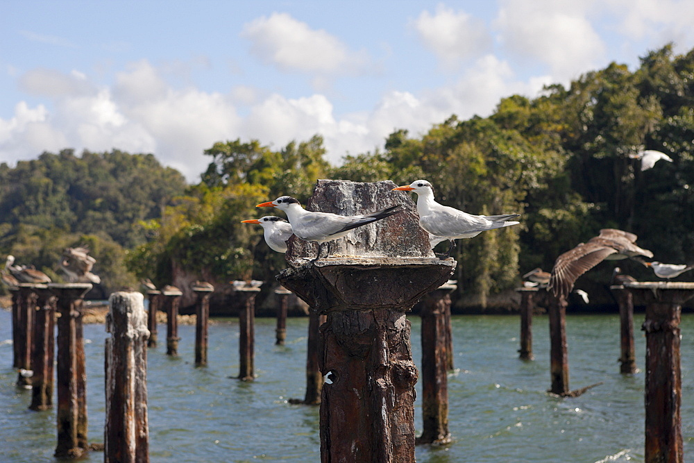 Terns (Sterna sp.) and pelicans (Pelecanus occidentalis) resting on relics of old dock, Los Haitises National Park, Dominican Republic, West Indies, Central America