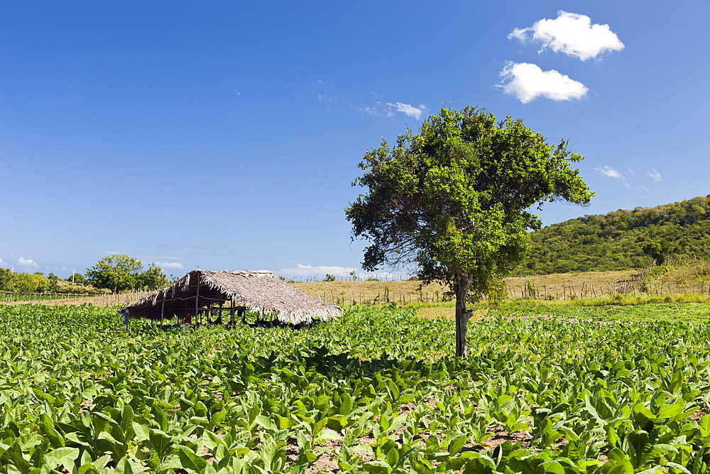 Tobacco Plantation in the Outback, Punta Rucia, Dominican Republic, West Indies, Central America