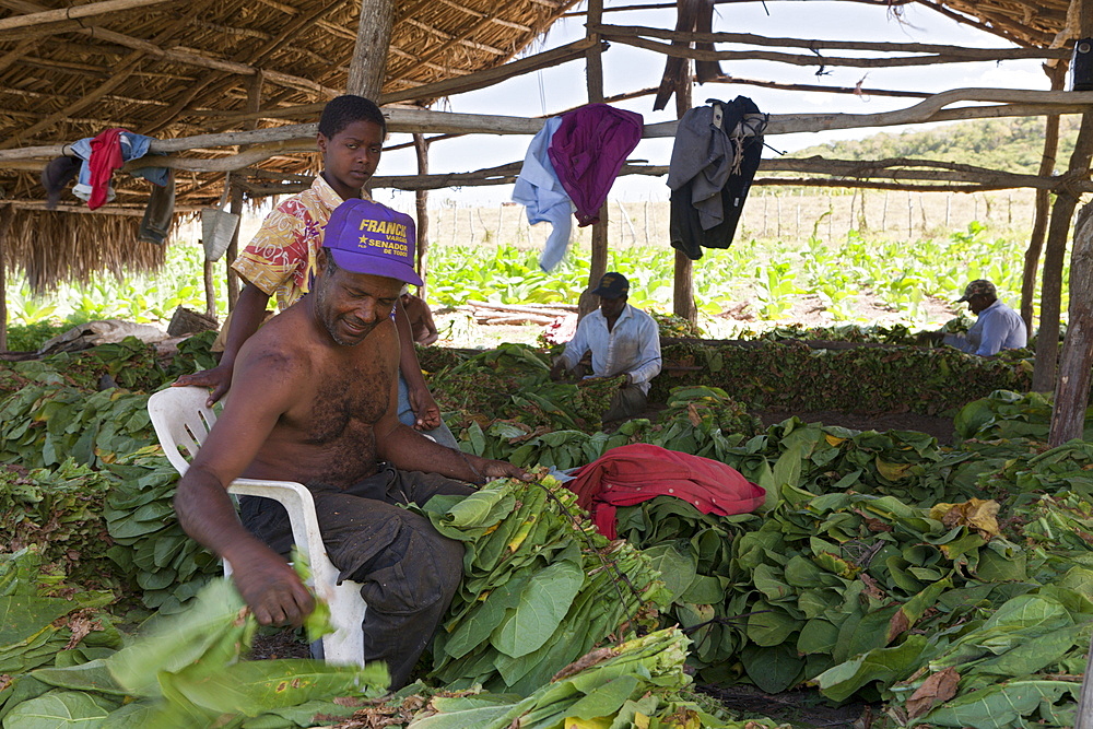 Workers on small tobacco plantation, Punta Rucia, Dominican Republic, West Indies, Central America