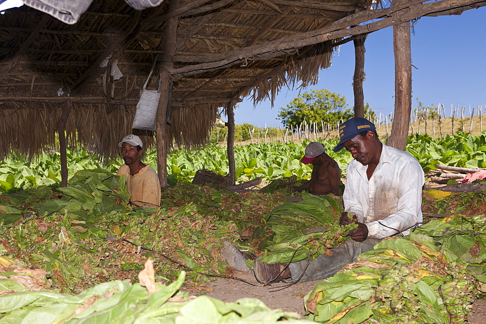 Workers on small tobacco plantation, Punta Rucia, Dominican Republic, West Indies, Central America