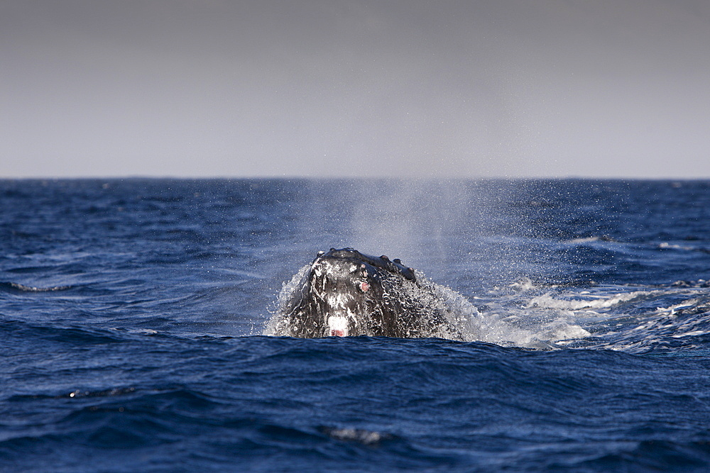 Humpback whale (Megaptera novaeangliae) breathing, Silver Bank, Atlantic Ocean, Dominican Republic, West Indies, Central America