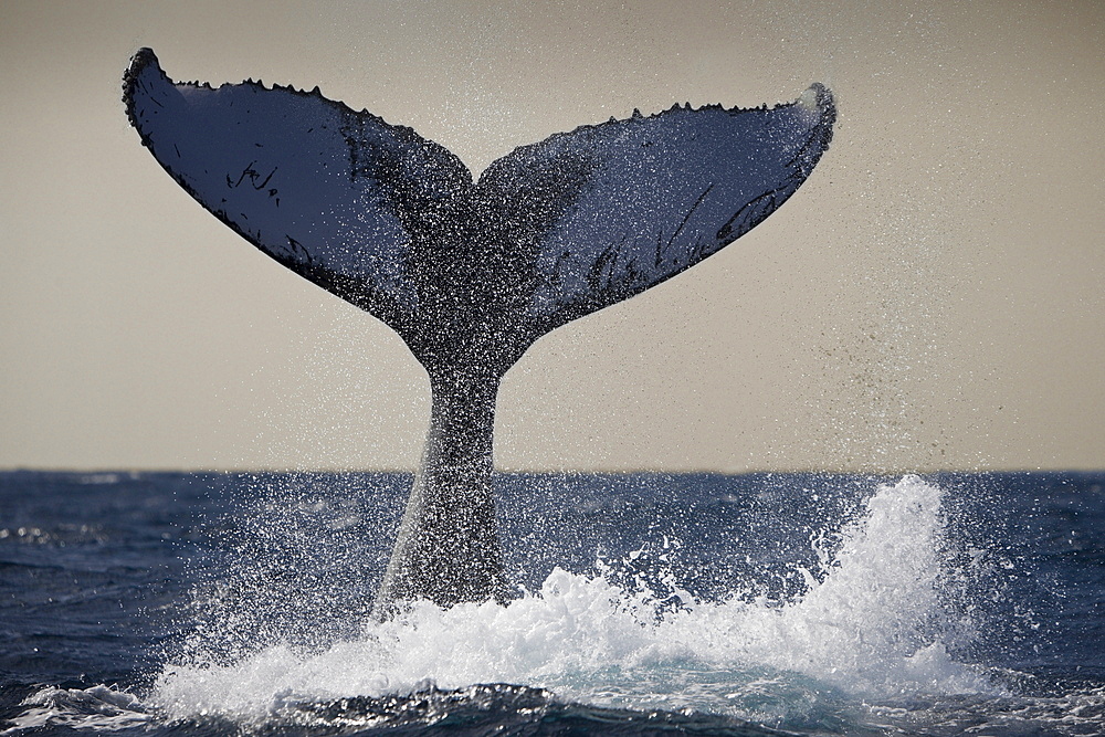 Fluke of humpback whale (Megaptera novaeangliae), Silver Bank, Atlantic Ocean, Dominican Republic, West Indies, Central America