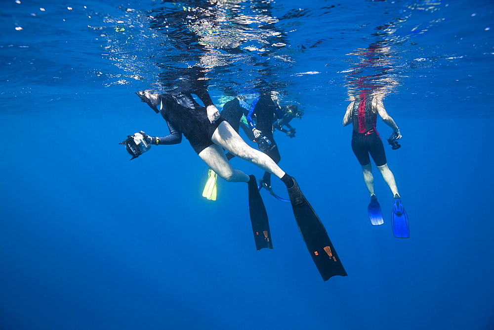 Snorkelers at whale watching, Silver Bank, Atlantic Ocean, Dominican Republic, West Indies, Central America