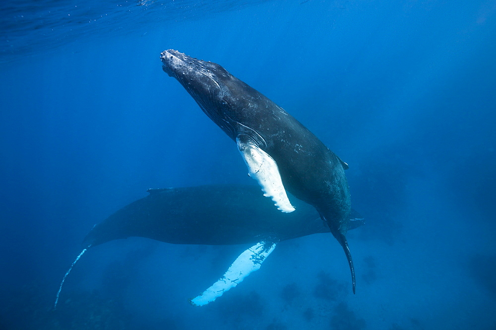 Humpback whale (Megaptera novaeangliae) mother and calf, Silver Bank, Atlantic Ocean, Dominican Republic, West Indies, Central America