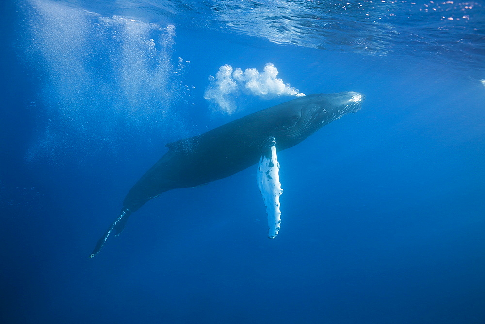 Humpback whale (Megaptera novaeangliae), Silver Bank, Atlantic Ocean, Dominican Republic, West Indies, Central America