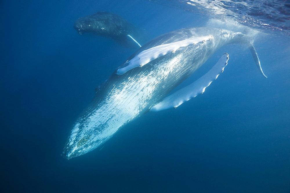 Humpback whale (Megaptera novaeangliae), Silver Bank, Atlantic Ocean, Dominican Republic, West Indies, Central America