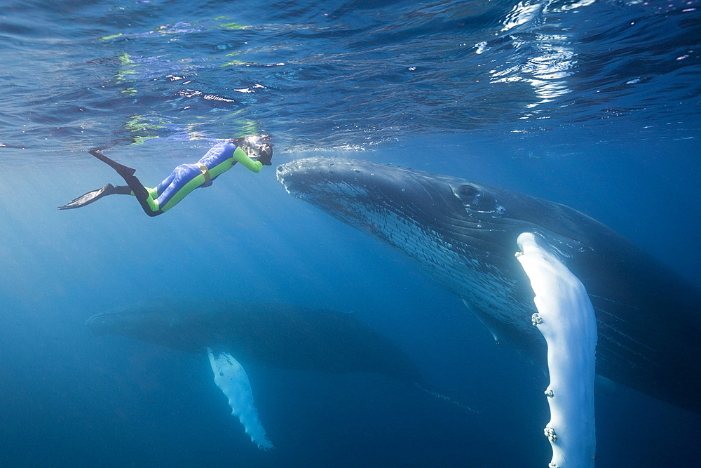 Snorkeler and humpback whale (Megaptera novaeangliae), Silver Bank, Atlantic Ocean, Dominican Republic, West Indies, Central America