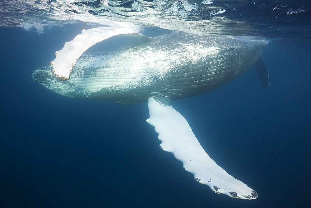 Humpback whale (Megaptera novaeangliae), Silver Bank, Atlantic Ocean, Dominican Republic, West Indies, Central America