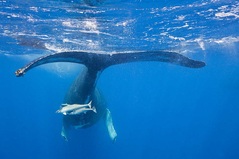 Humpback whale (Megaptera novaeangliae) tail, Silver Bank, Atlantic Ocean, Dominican Republic, West Indies, Central America